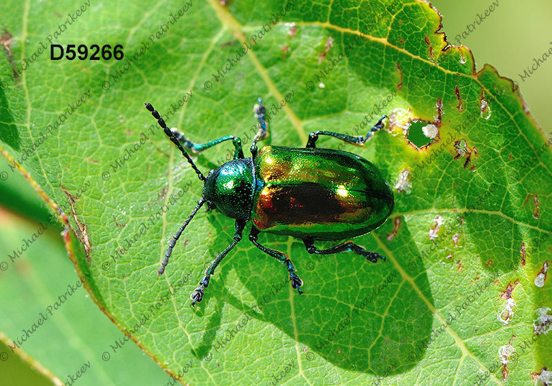 Dogbane Leaf Beetle (Chrysochus auratus)